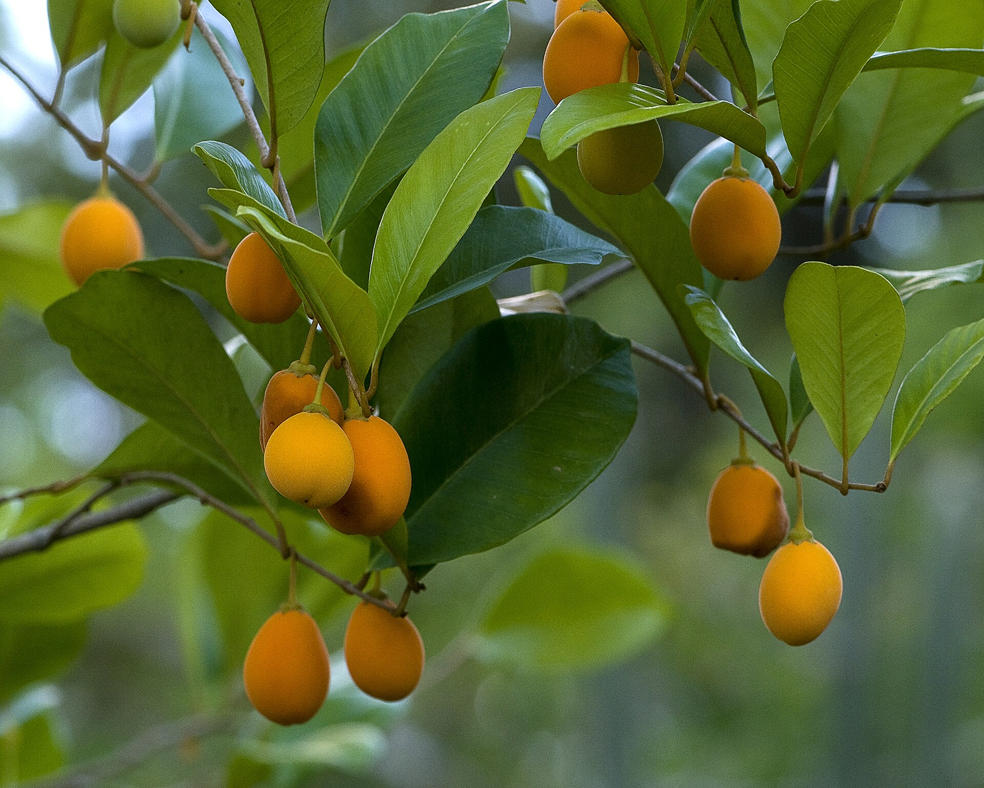 Imagem de referência relacionada a Goetzea, item descrito como género de plantas