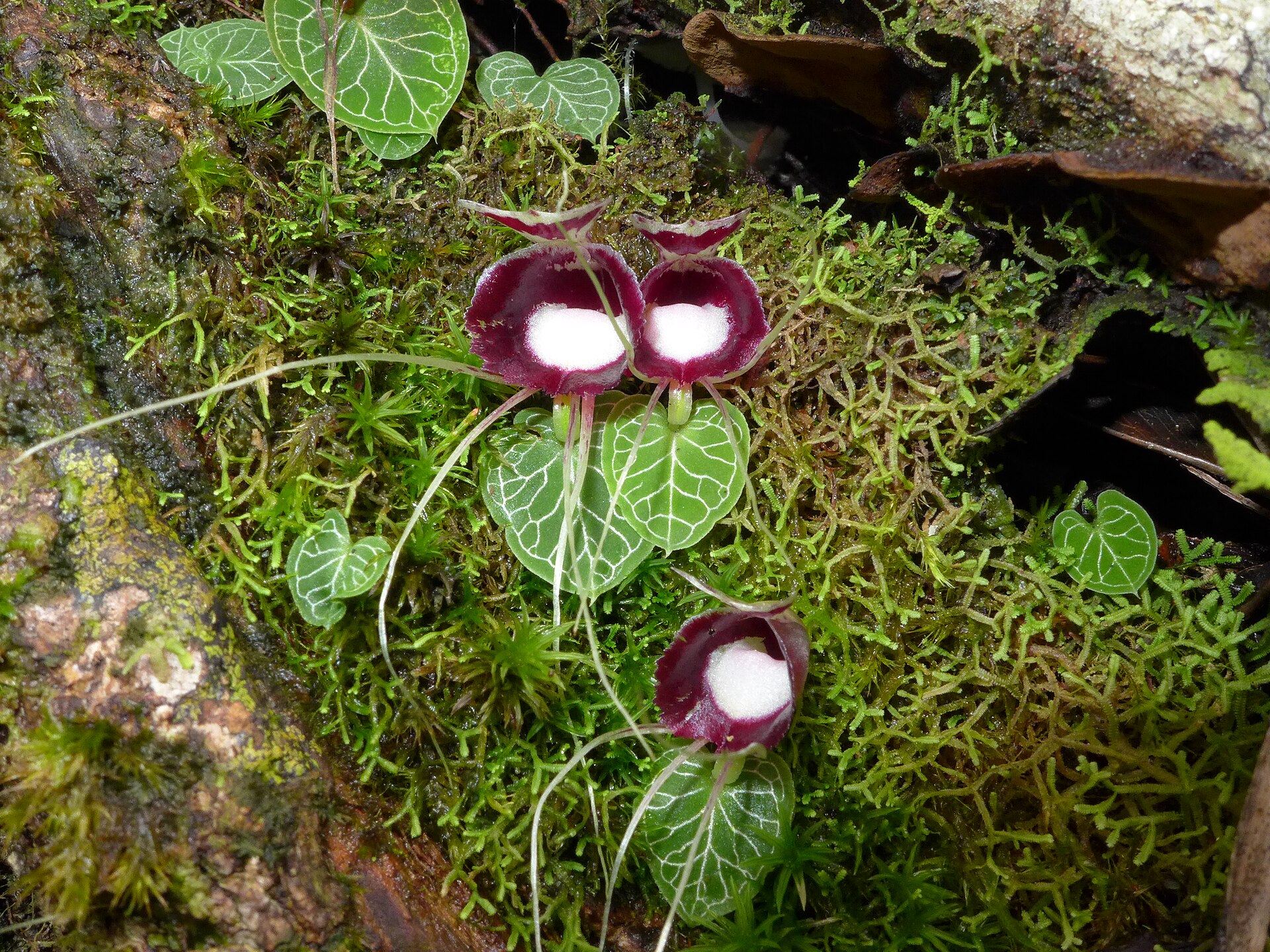 Imagem de referência relacionada a Corybas pictus, item descrito como espécie de planta