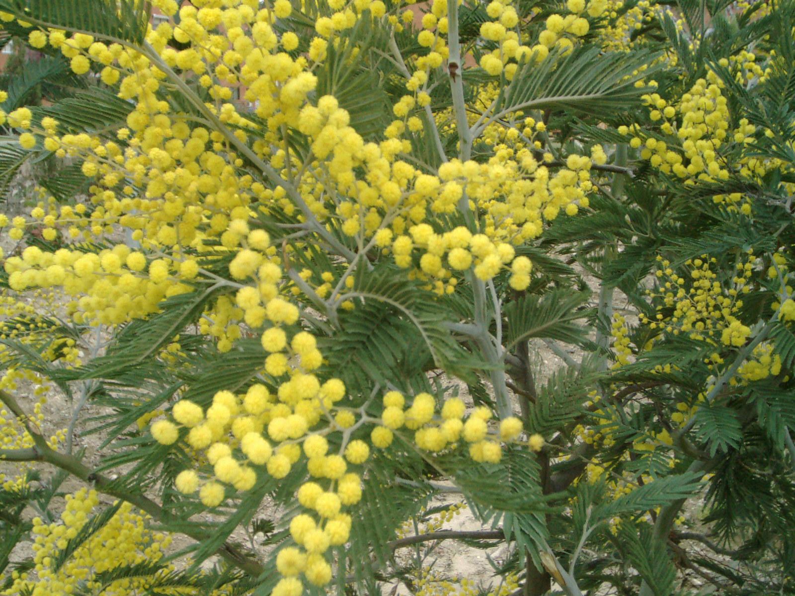 Imagem de referência relacionada a Acacia, item descrito como género de plantas