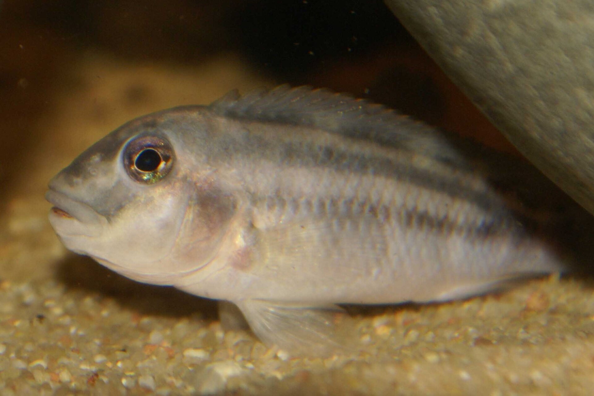 Imagem de referência relacionada a Steatocranus, item descrito como género de peixes
