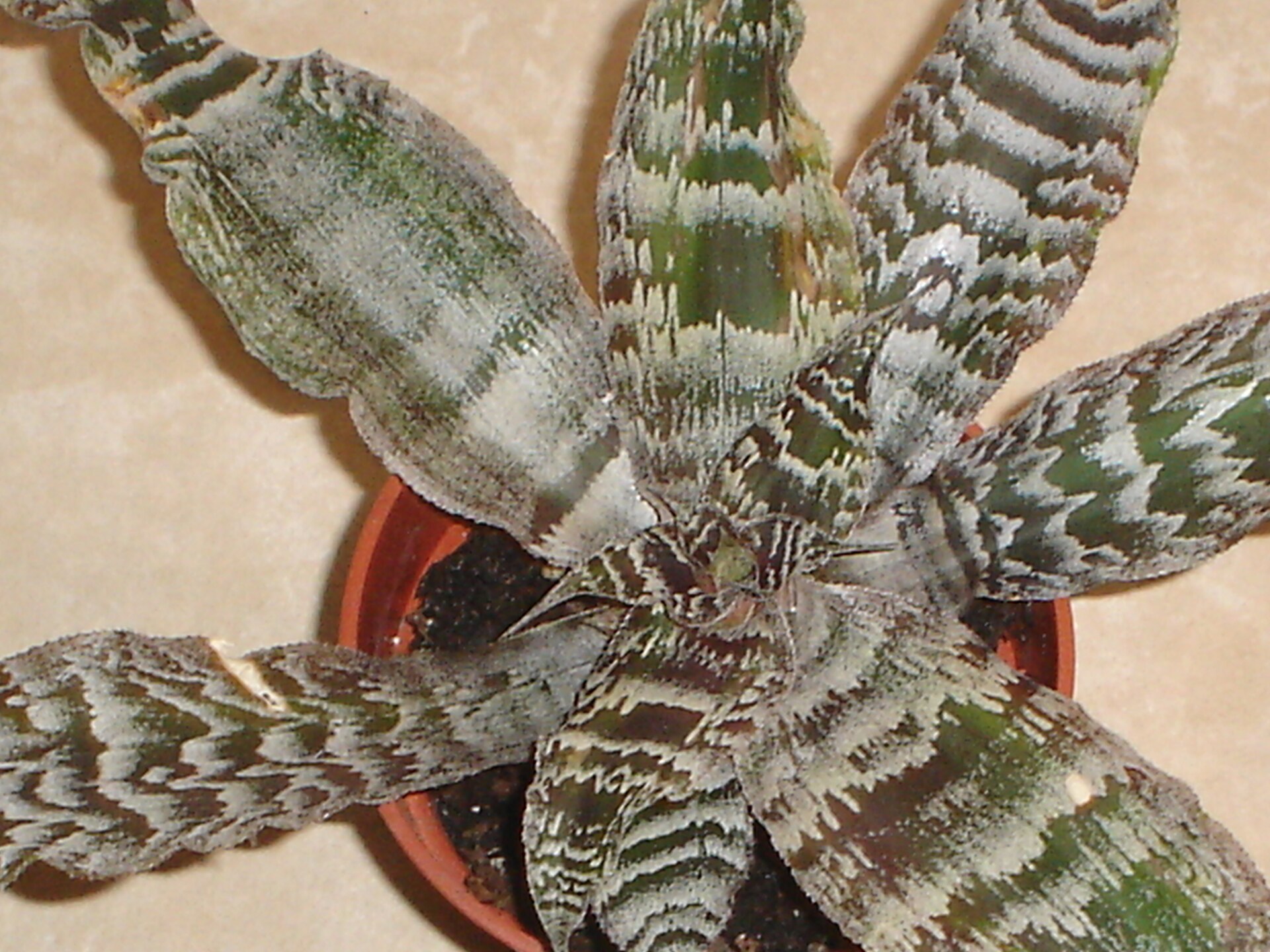Imagem de referência relacionada a Cryptanthus, item descrito como género de plantas