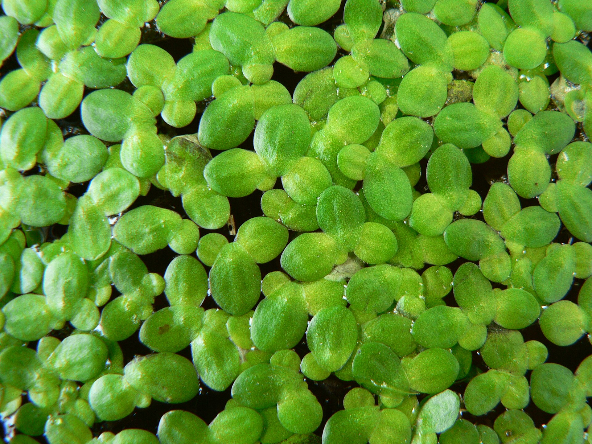 Imagem de referência relacionada a Lemna minor, item descrito como espécie de planta