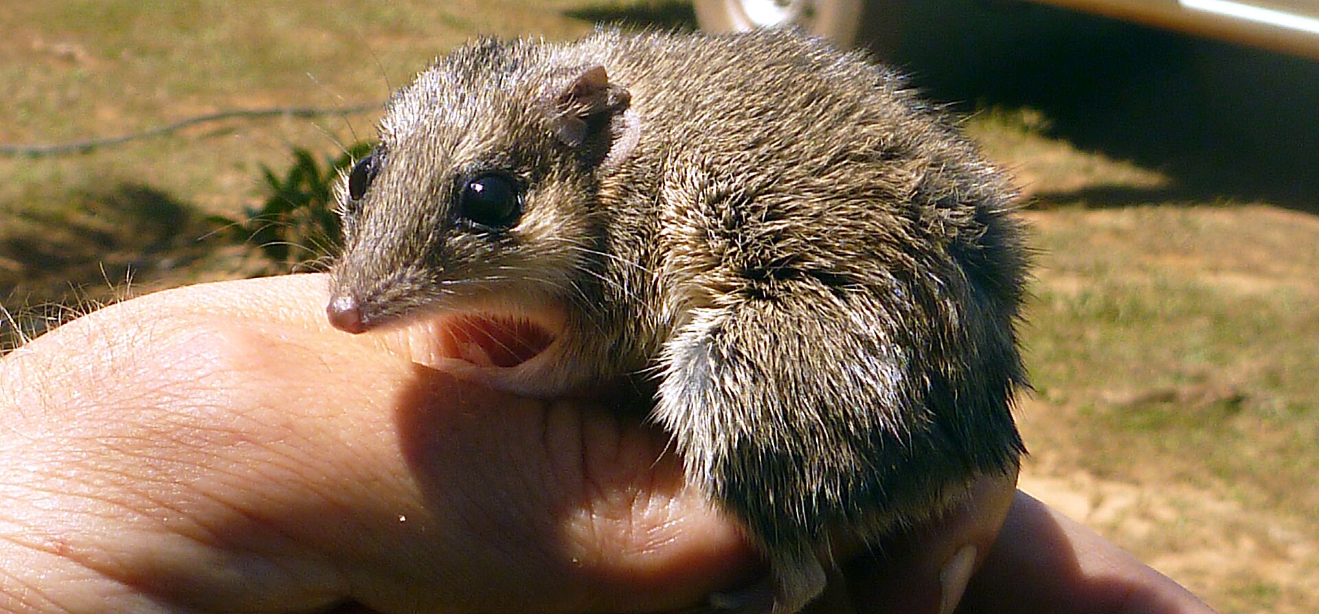 Imagem de referência relacionada a Sminthopsis butleri, item descrito como espécie de mamífero