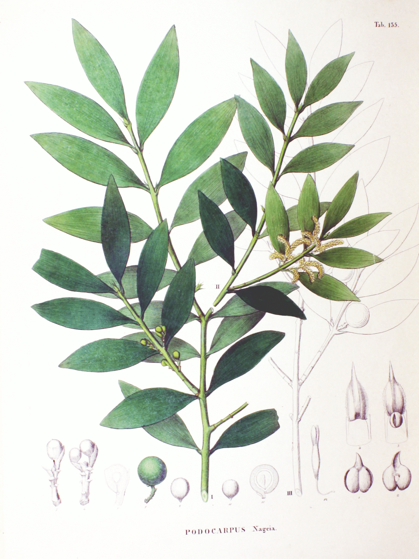 Imagem de referência relacionada a Nageia, item descrito como género de plantas