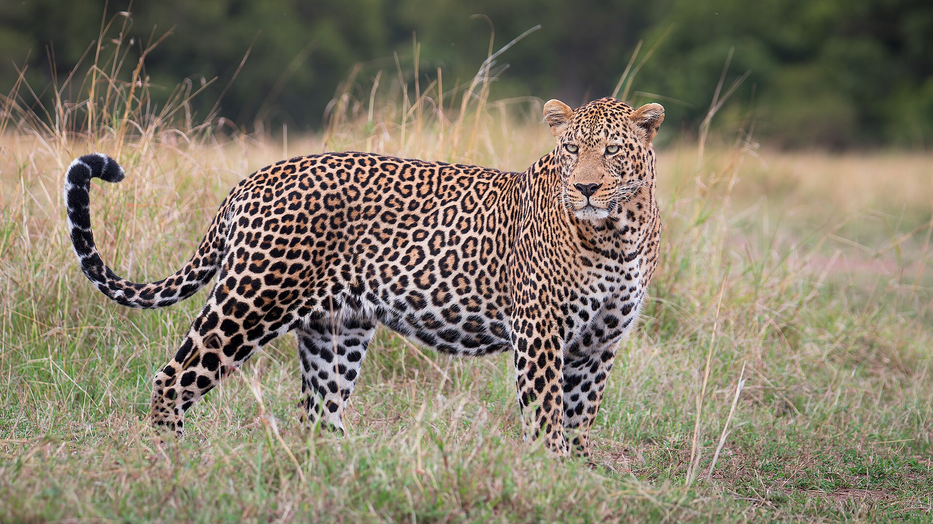 Imagem de referência relacionada a leopardo, item descrito como felino nativo da África e Ásia