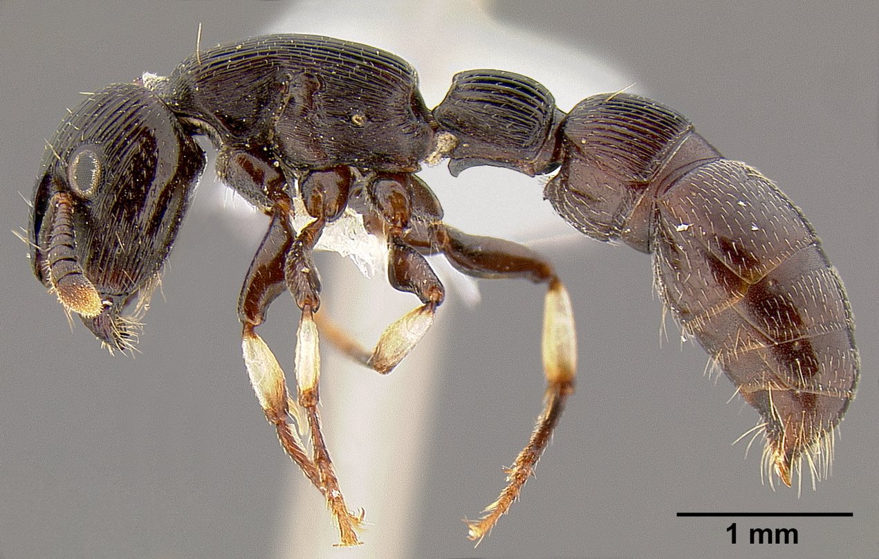 Imagem de referência relacionada a Cylindromyrmex striatus, item descrito como espécie de inseto