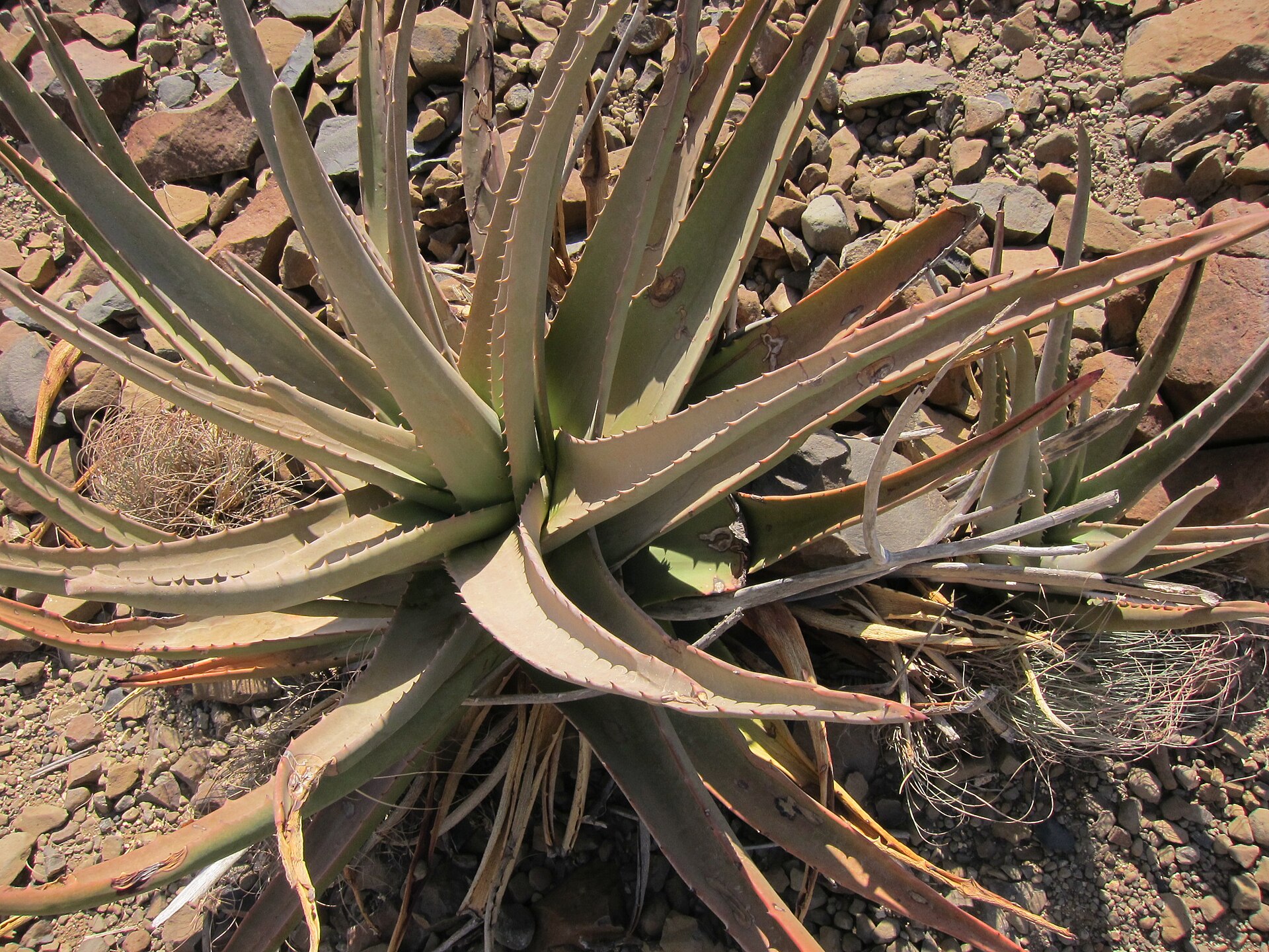 Imagem de referência relacionada a Aloe rigens, item descrito como espécie de planta