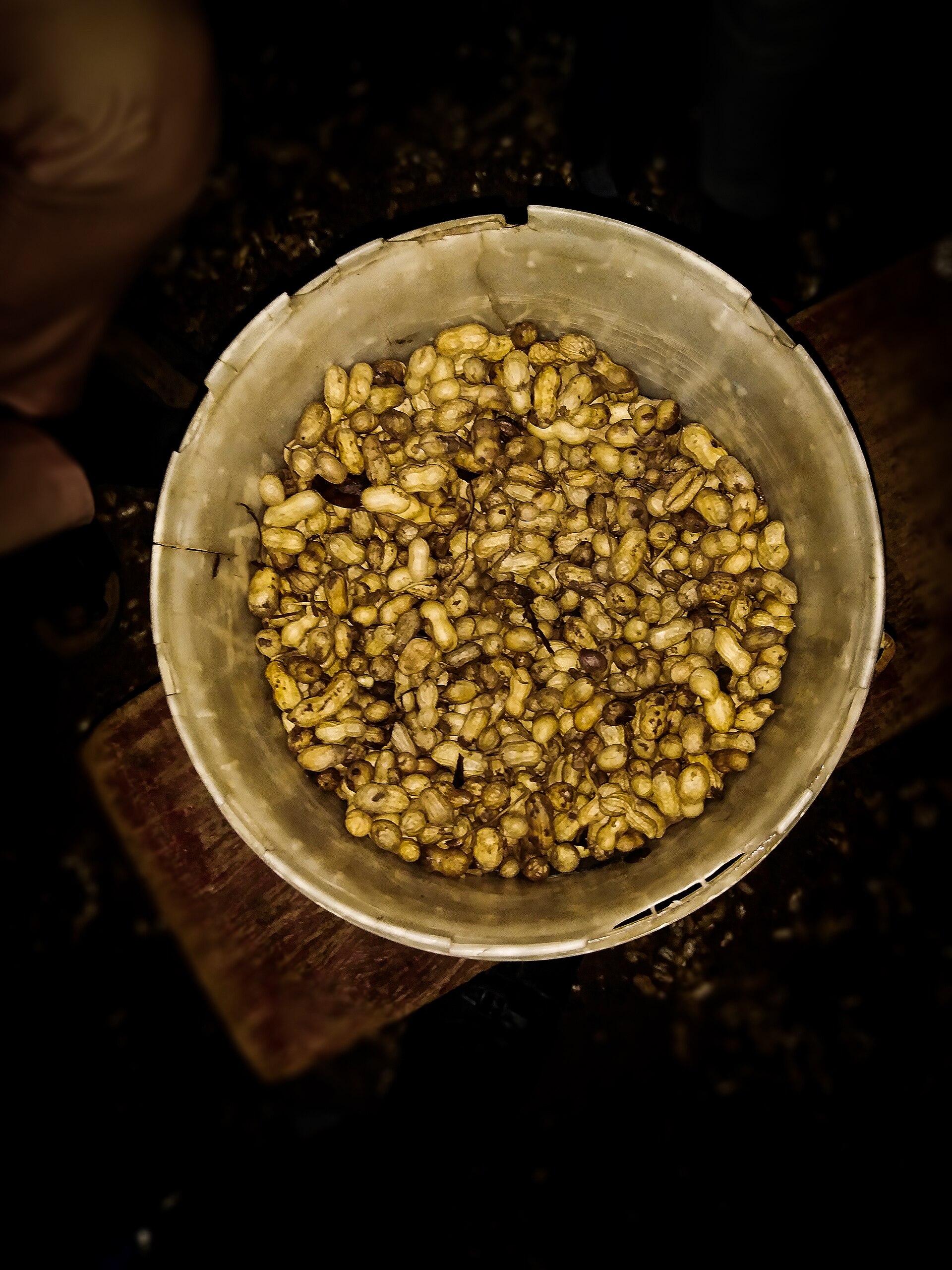 Imagem de referência relacionada a amendoim, item descrito como planta da família Fabaceae