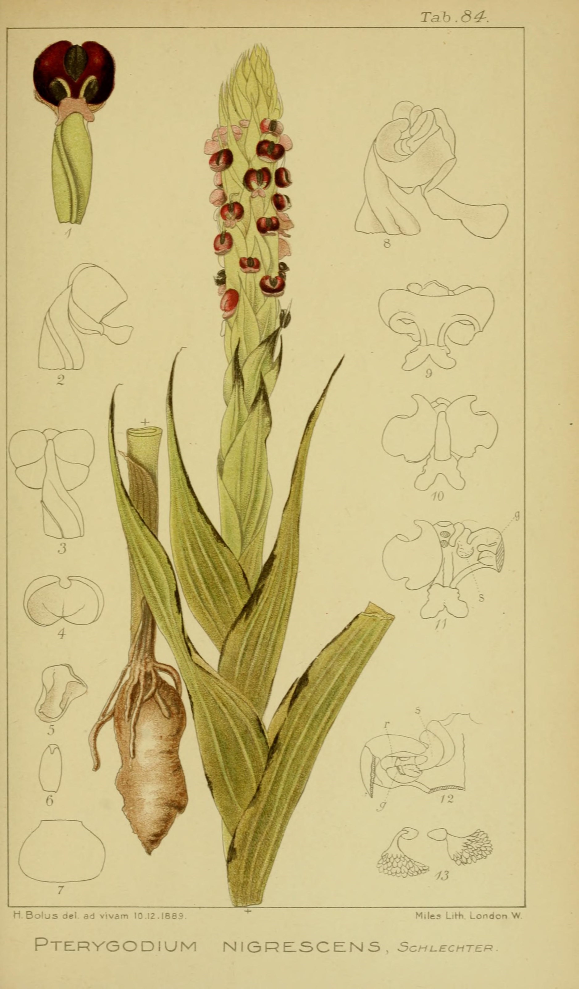 Imagem de referência relacionada a Corycium nigrescens, item descrito como espécie de planta
