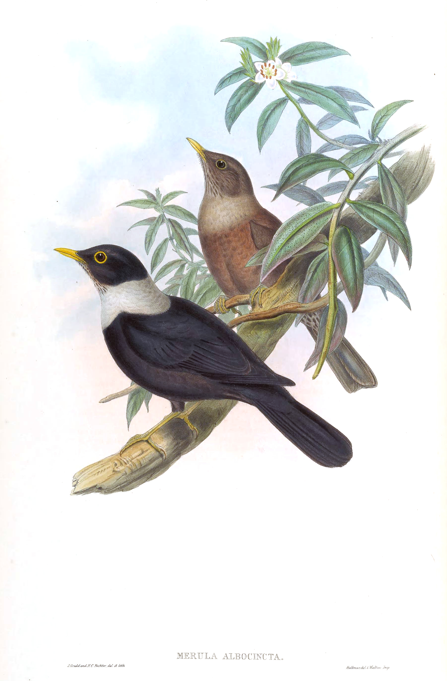 Imagem de referência de Turdus albocinctus, descrito nos dados abertos como espécie de ave