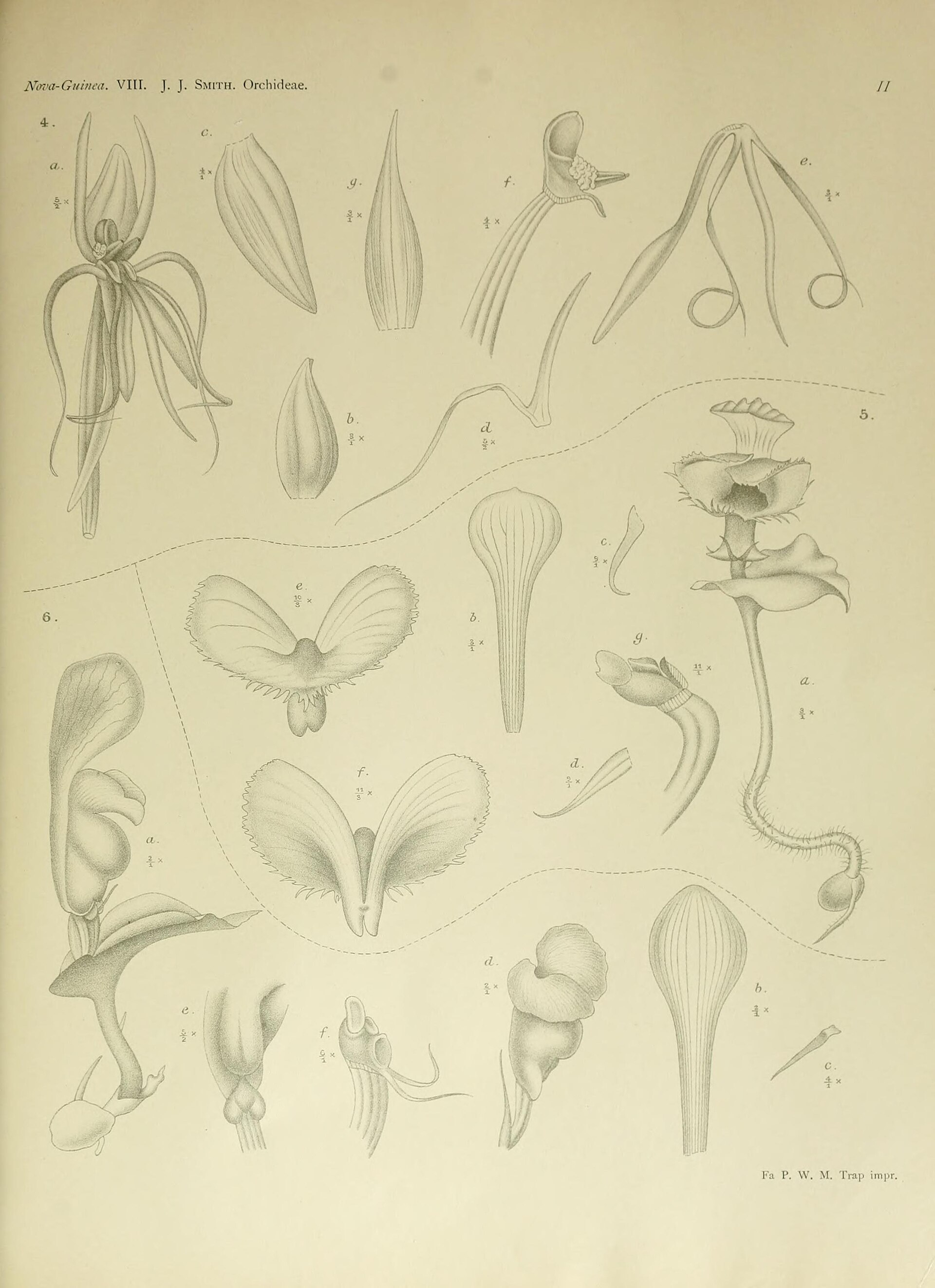 Imagem de referência relacionada a Corybas calliferus, item descrito como espécie de planta