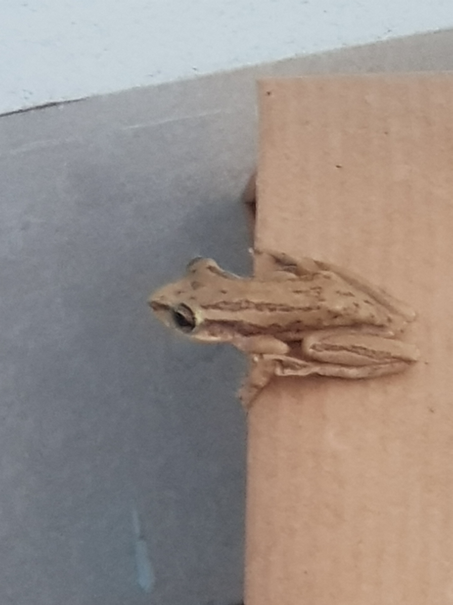 Imagem de referência relacionada a Scinax altae, item descrito como espécie de anfíbio