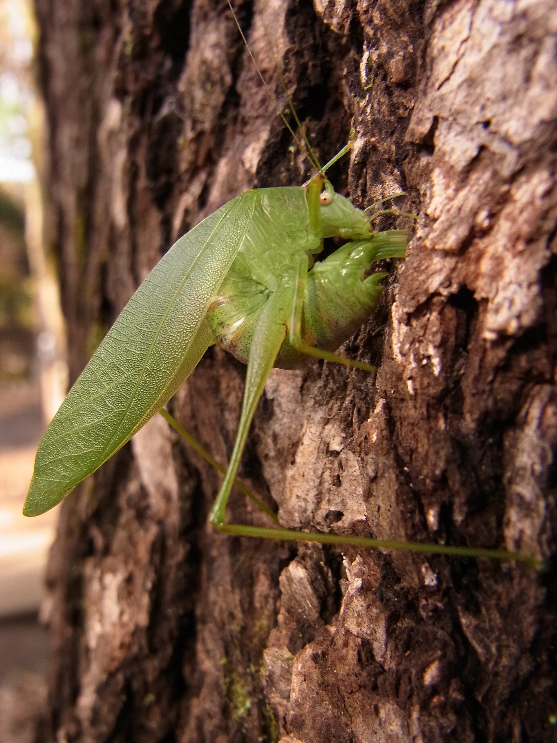 Imagem de referência de Holochlora japonica, descrito nos dados abertos como espécie de inseto