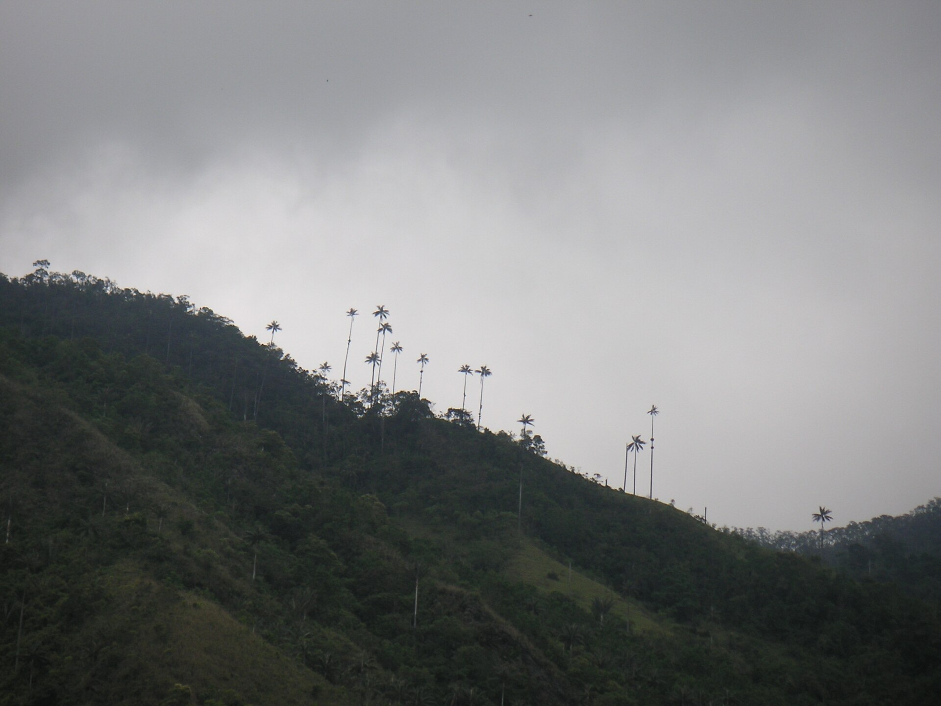 Imagem de referência relacionada a Ceroxylon, item descrito como género de plantas