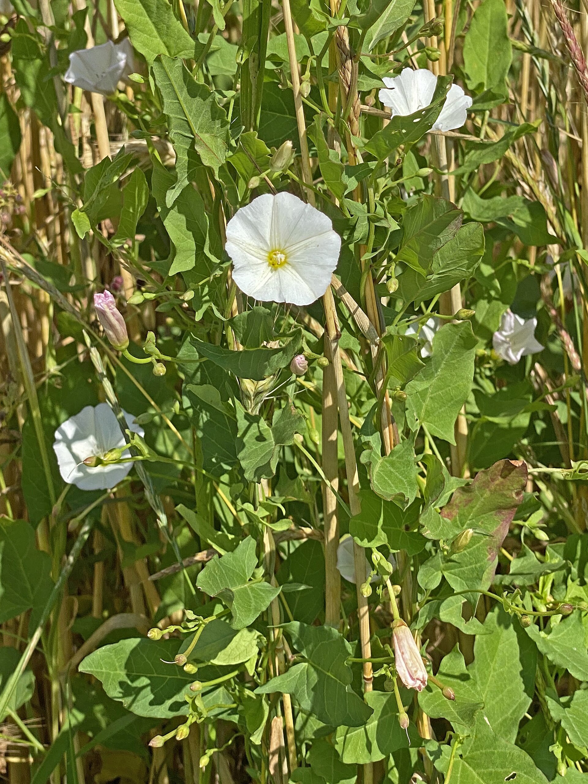 Imagem de referência relacionada a Convolvulus arvensis, item descrito como espécie de planta