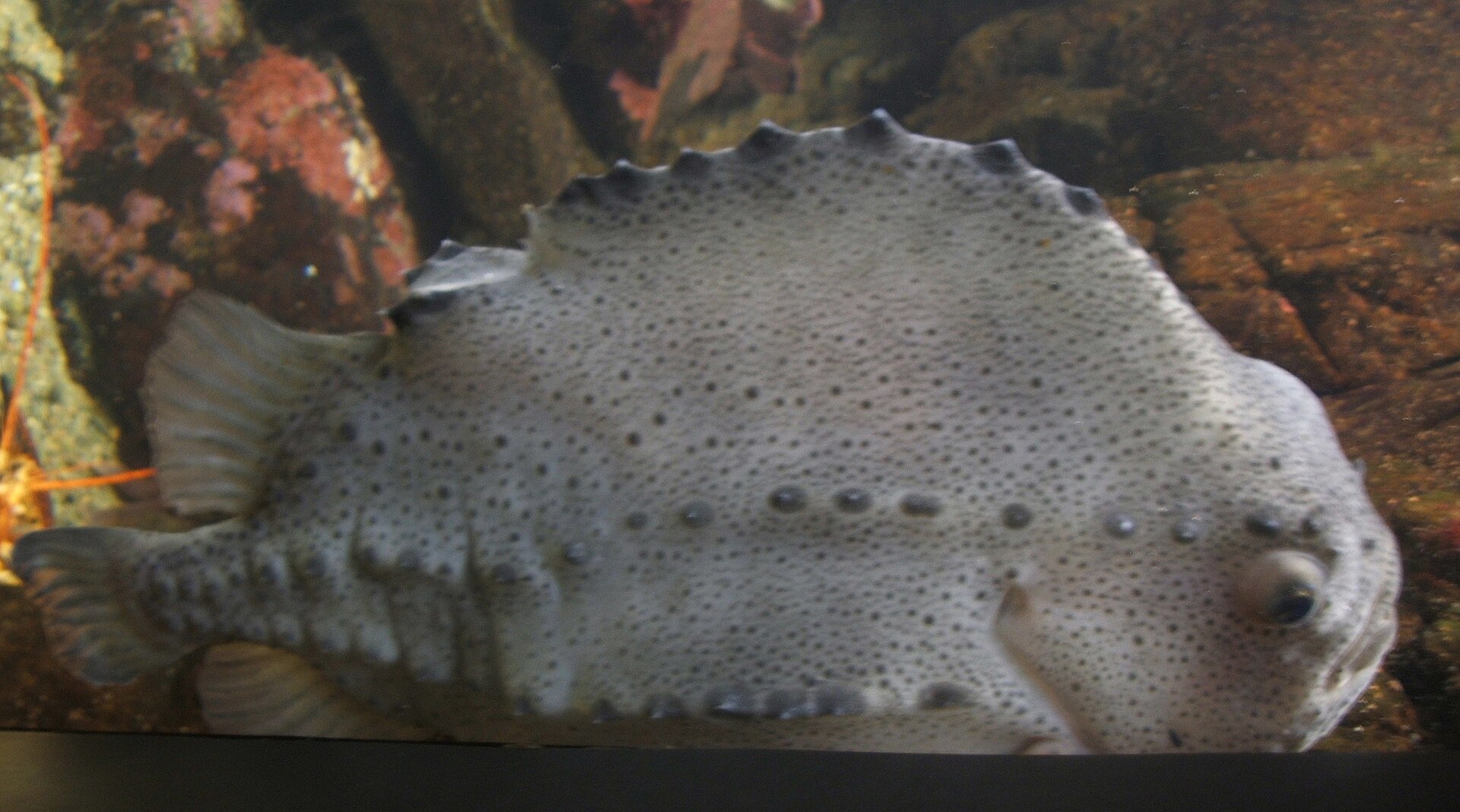 Imagem de referência relacionada a Cyclopterus lumpus, item descrito como espécie de peixe