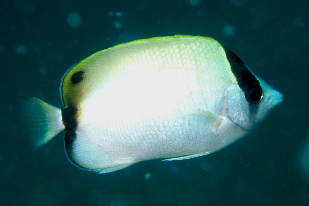 Imagem de referência de Chaetodon sedentarius, descrito nos dados abertos como espécie de peixe