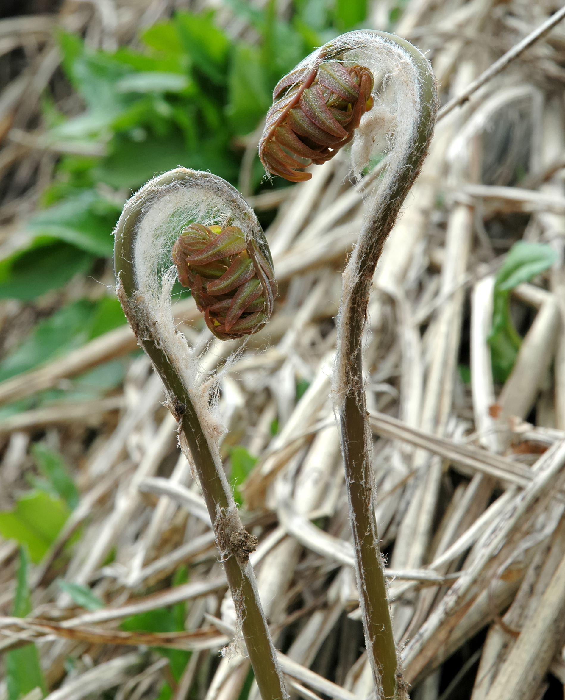 Imagem de referência relacionada a Osmunda japonica, item descrito como registro de referência sobre Osmunda japonica, organizado a partir de dados estruturados abertos