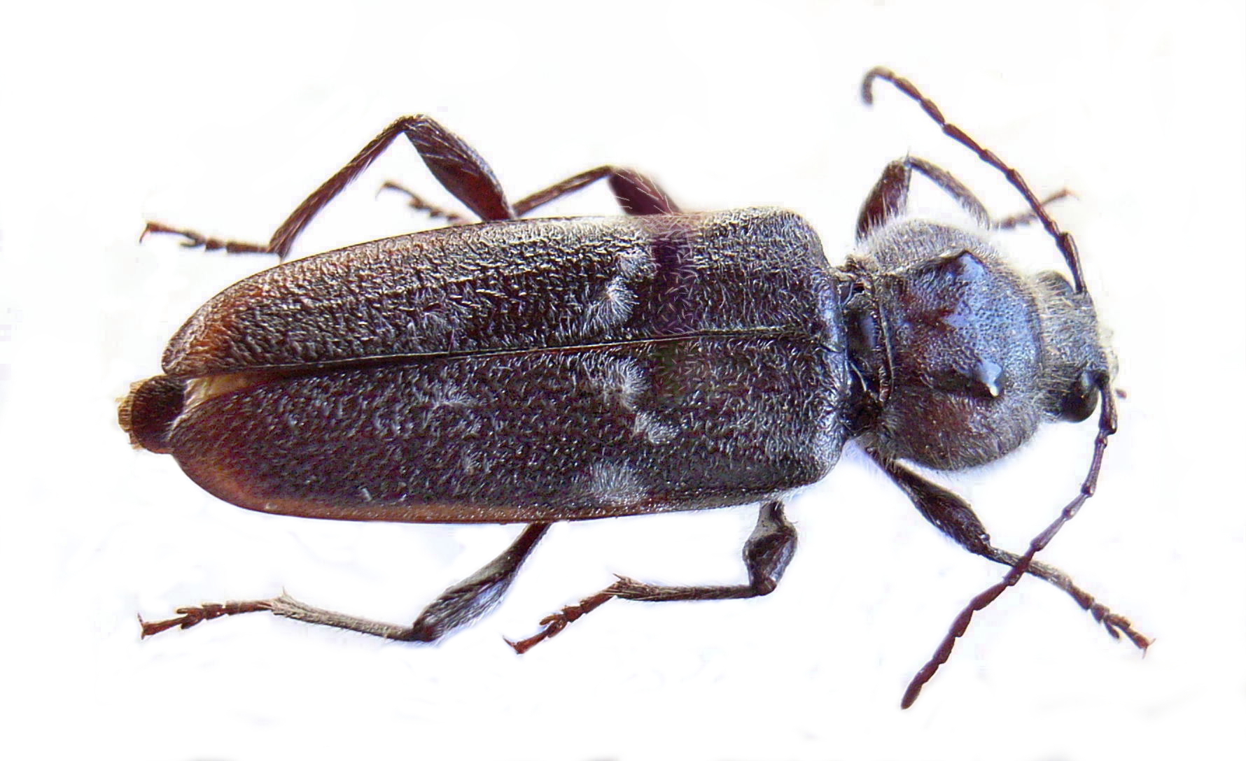 Imagem de referência de Hylotrupes bajulus, descrito nos dados abertos como espécie de inseto