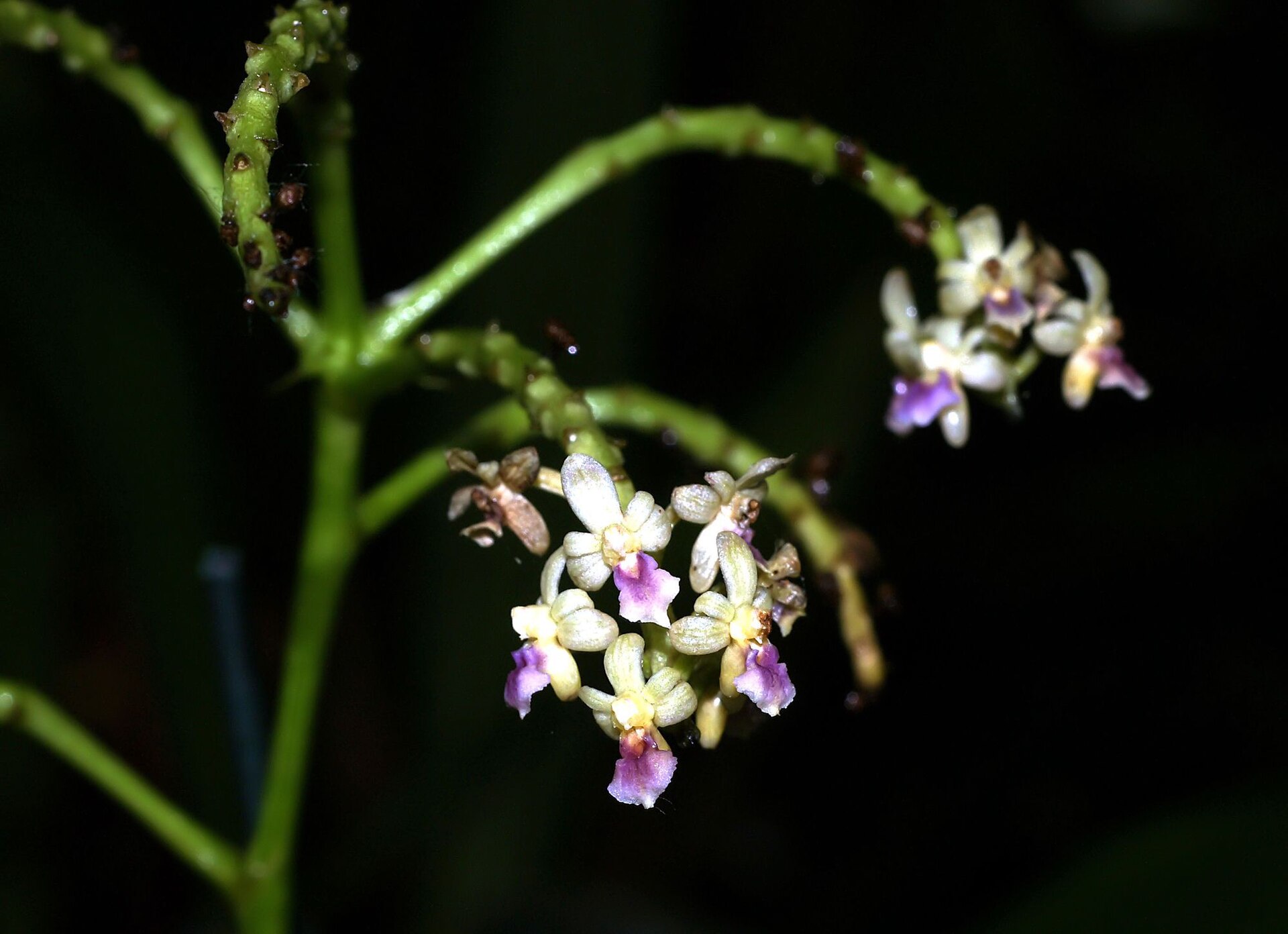 Imagem de referência relacionada a Sarcophyton, item descrito como género de plantas