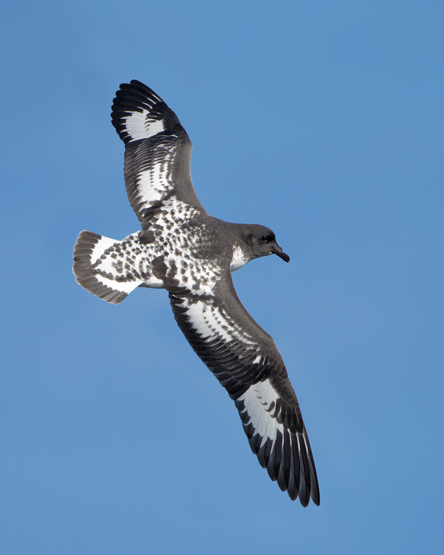 Imagem de referência relacionada a Procellariiformes, item descrito como registro de referência sobre Procellariiformes, organizado a partir de dados estruturados abertos