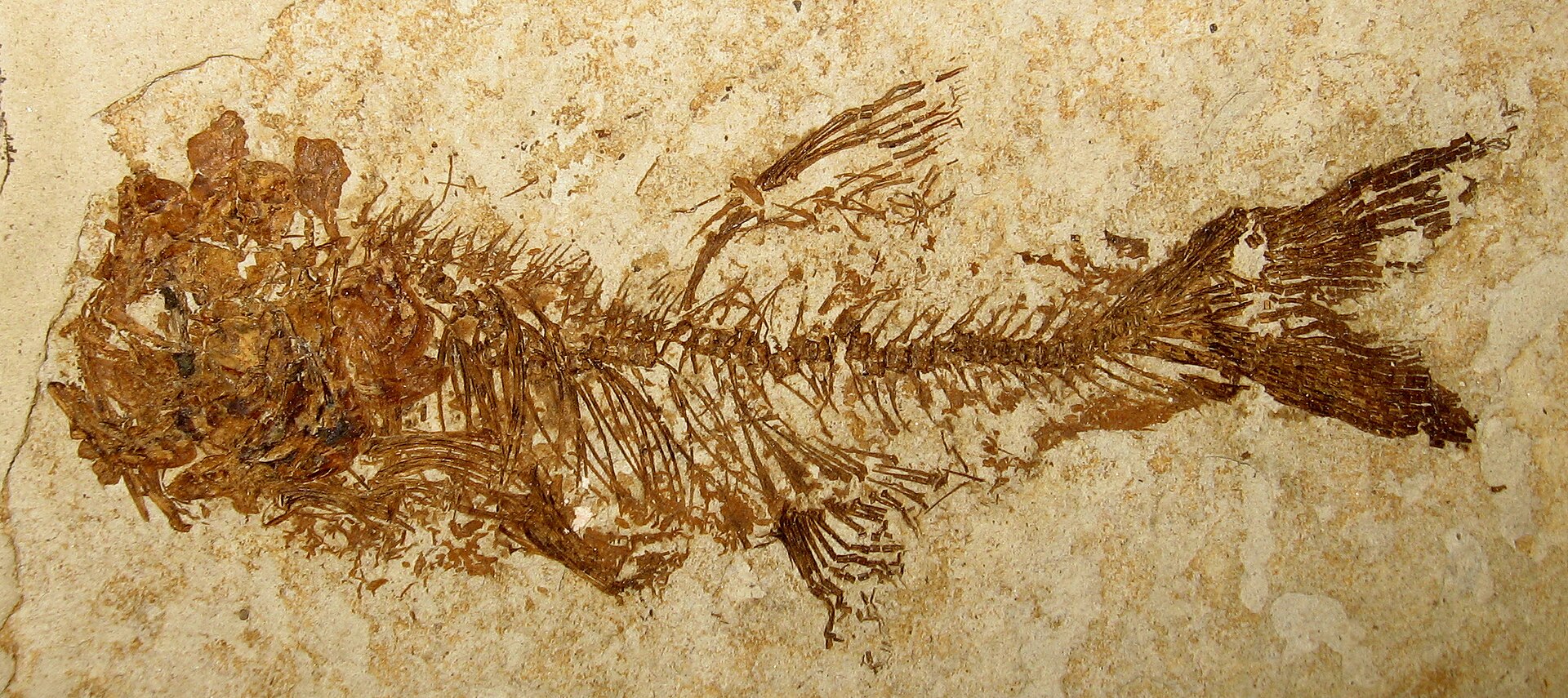 Imagem de referência de Hiodon, descrito nos dados abertos como género de peixes