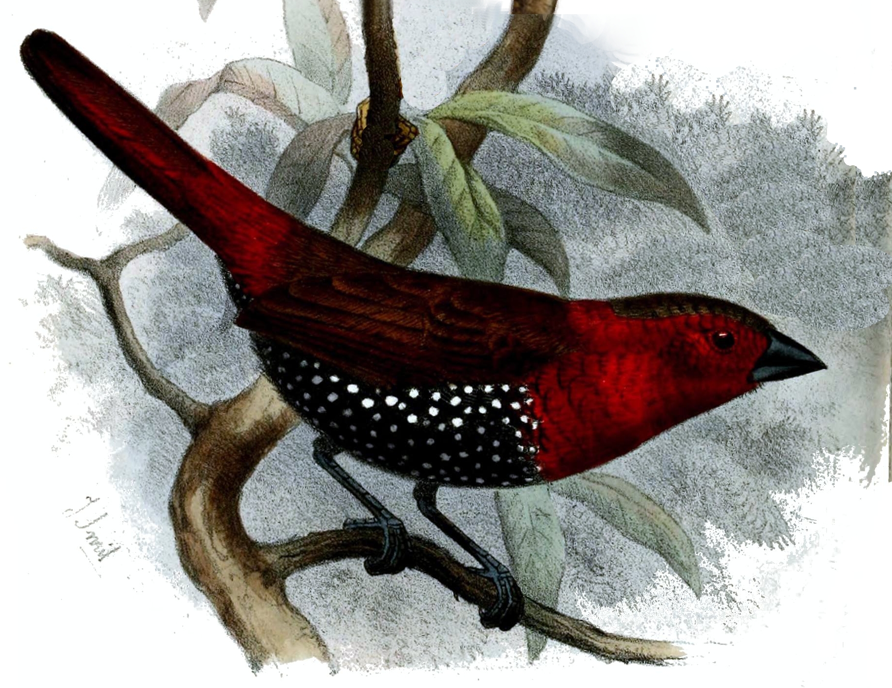 Imagem de referência de pintadinho-de-peito-vermelho, descrito nos dados abertos como espécie de ave