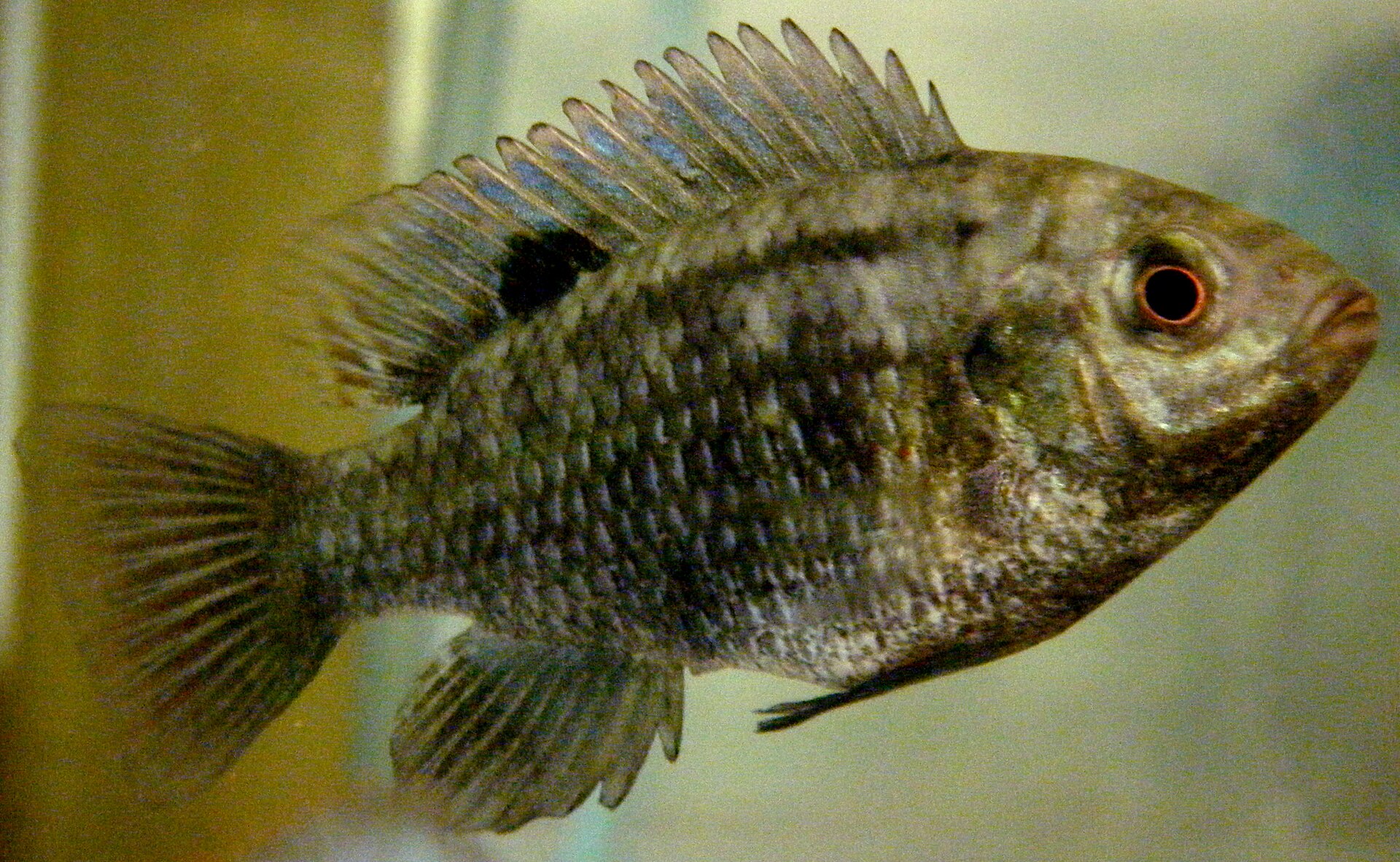 Imagem de referência de Tilapia, descrito nos dados abertos como género de peixes