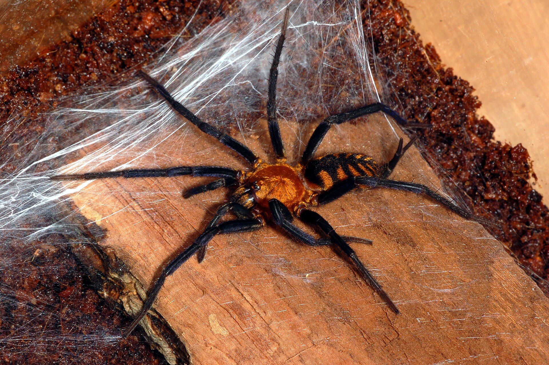 Imagem de referência relacionada a Dipluridae, item descrito como família de aranhas megalomorfas