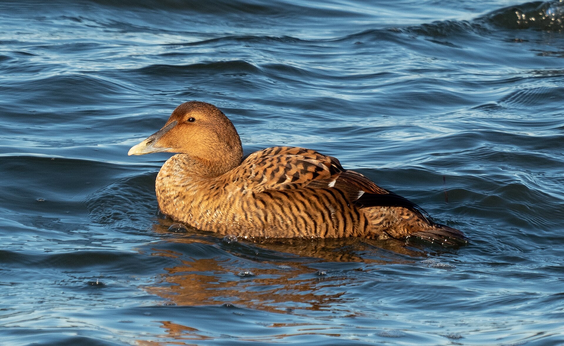 Imagem de referência relacionada a eider-edredão, item descrito como espécie de ave