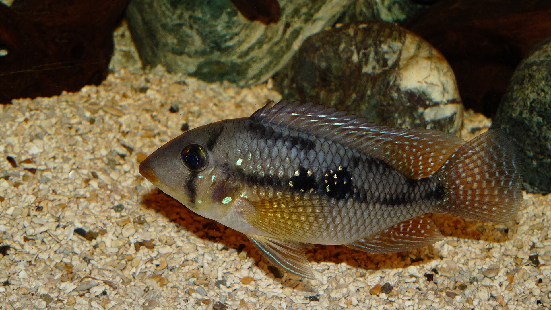 Imagem de referência relacionada a Geophagus brasiliensis, item descrito como registro de referência sobre Geophagus brasiliensis, organizado a partir de dados estruturados abertos
