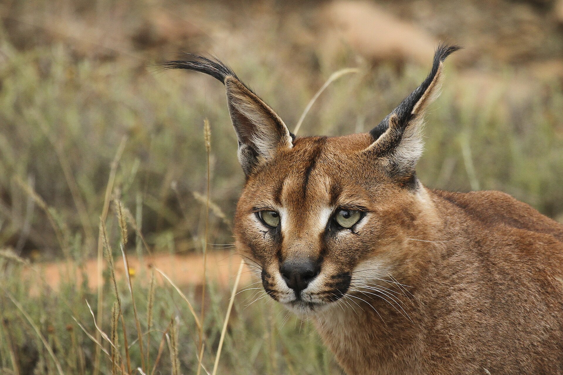 Imagem de referência relacionada a Caracal, item descrito como uma espécie de felino
