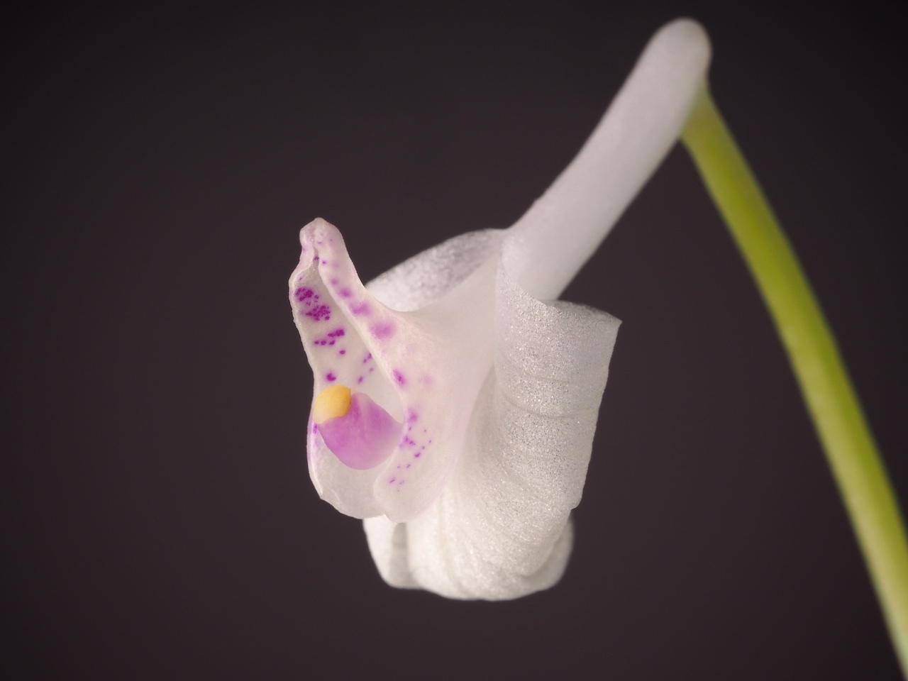 Imagem de referência relacionada a Anthogonium, item descrito como género de plantas