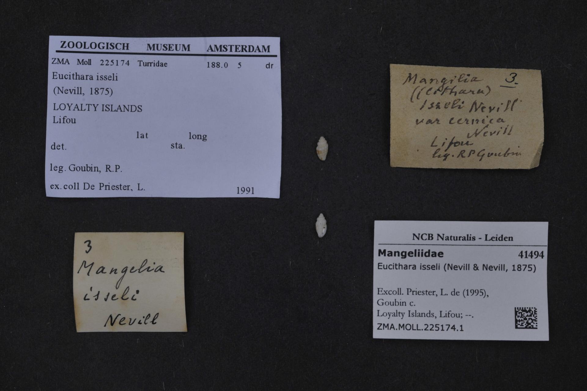 Imagem de referência relacionada a Eucithara isseli, item descrito como espécie de molusco