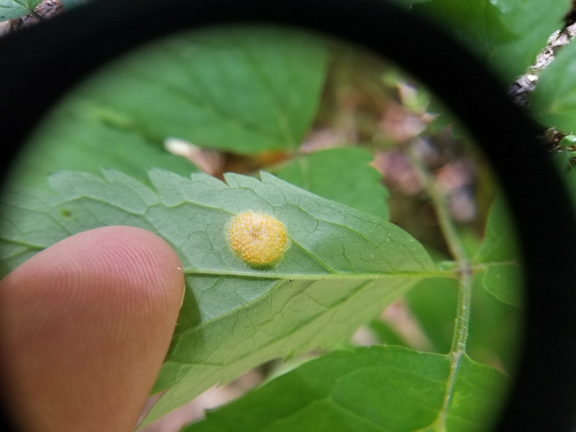 Imagem de referência relacionada a Puccinia recondita, item descrito como registro de referência sobre Puccinia recondita, organizado a partir de dados estruturados abertos