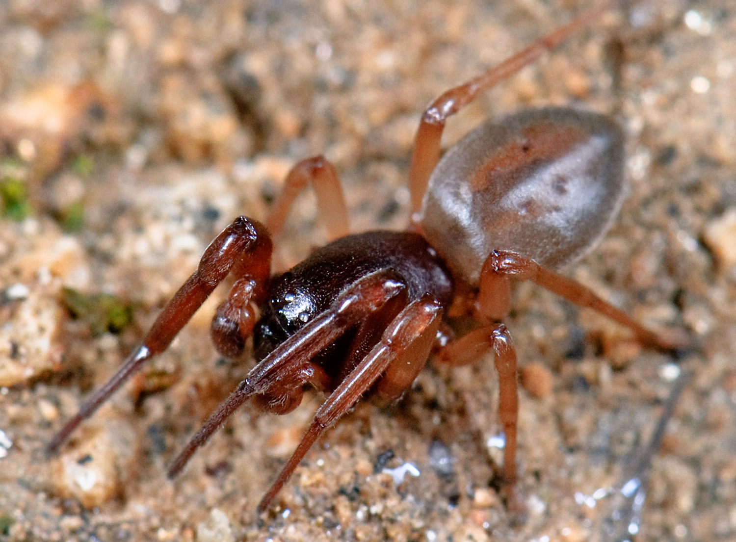 Imagem de referência relacionada a Corinnidae, item descrito como registro de referência sobre Corinnidae, organizado a partir de dados estruturados abertos