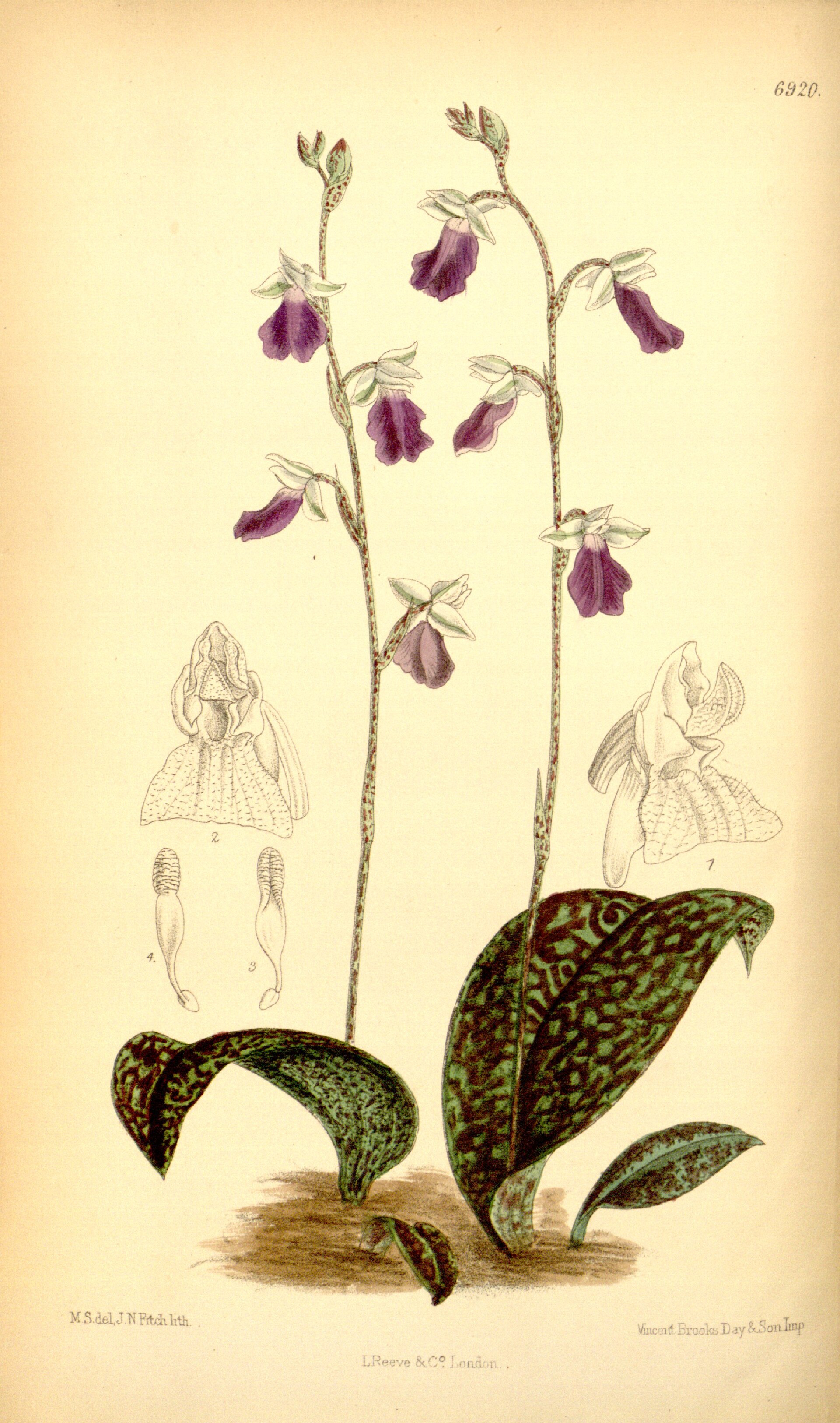 Imagem de referência relacionada a Amitostigma, item descrito como género de plantas