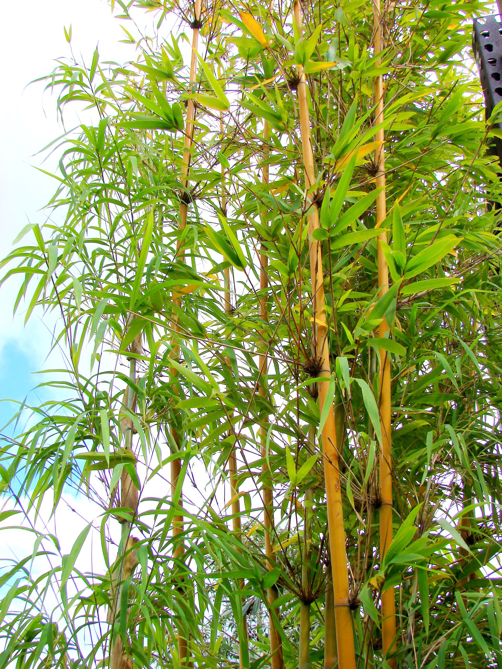 Imagem de referência de bambu, descrito nos dados abertos como subfamília de plantas