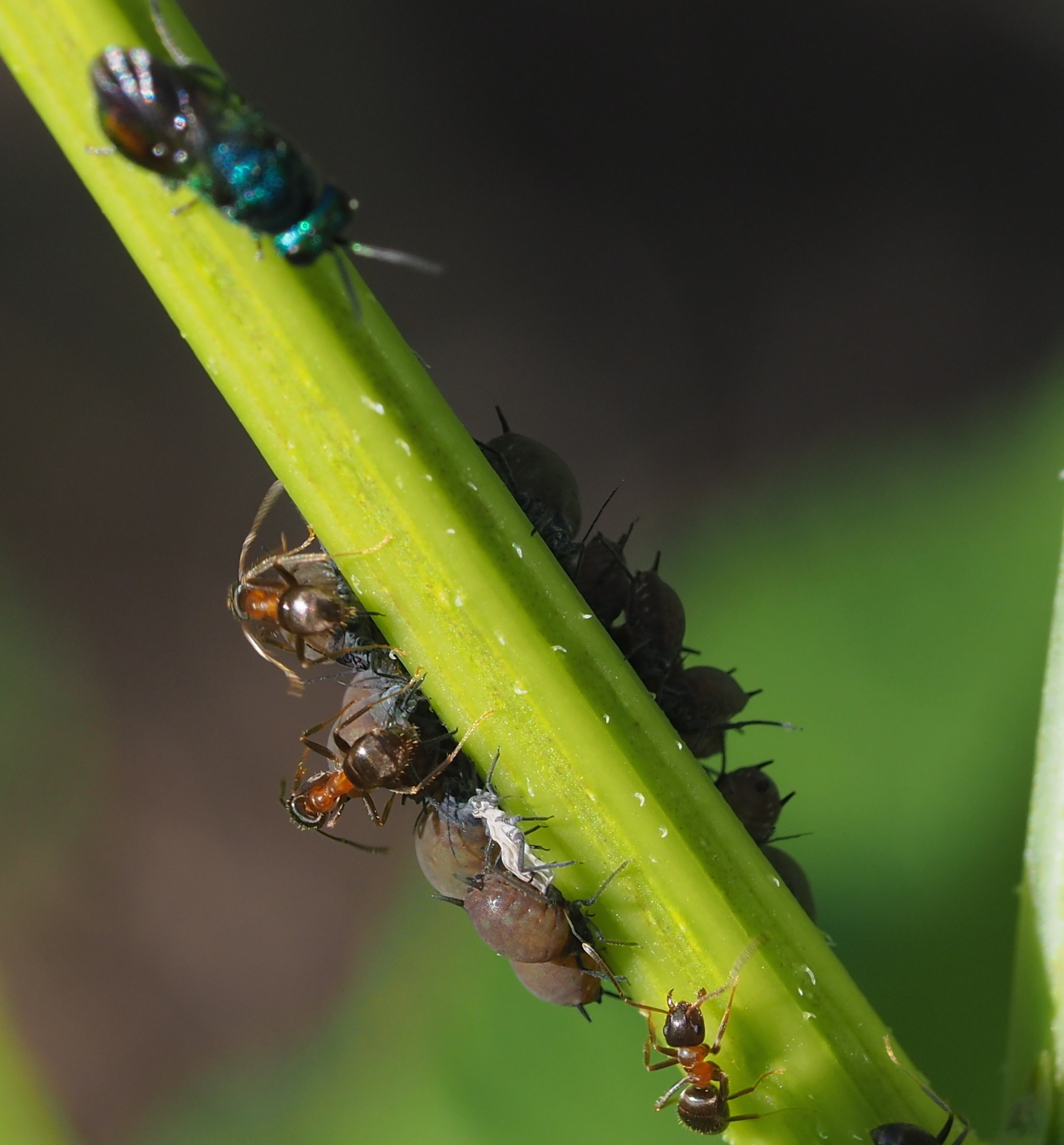 Imagem de referência de Aphis sambuci, descrito nos dados abertos como espécie de inseto