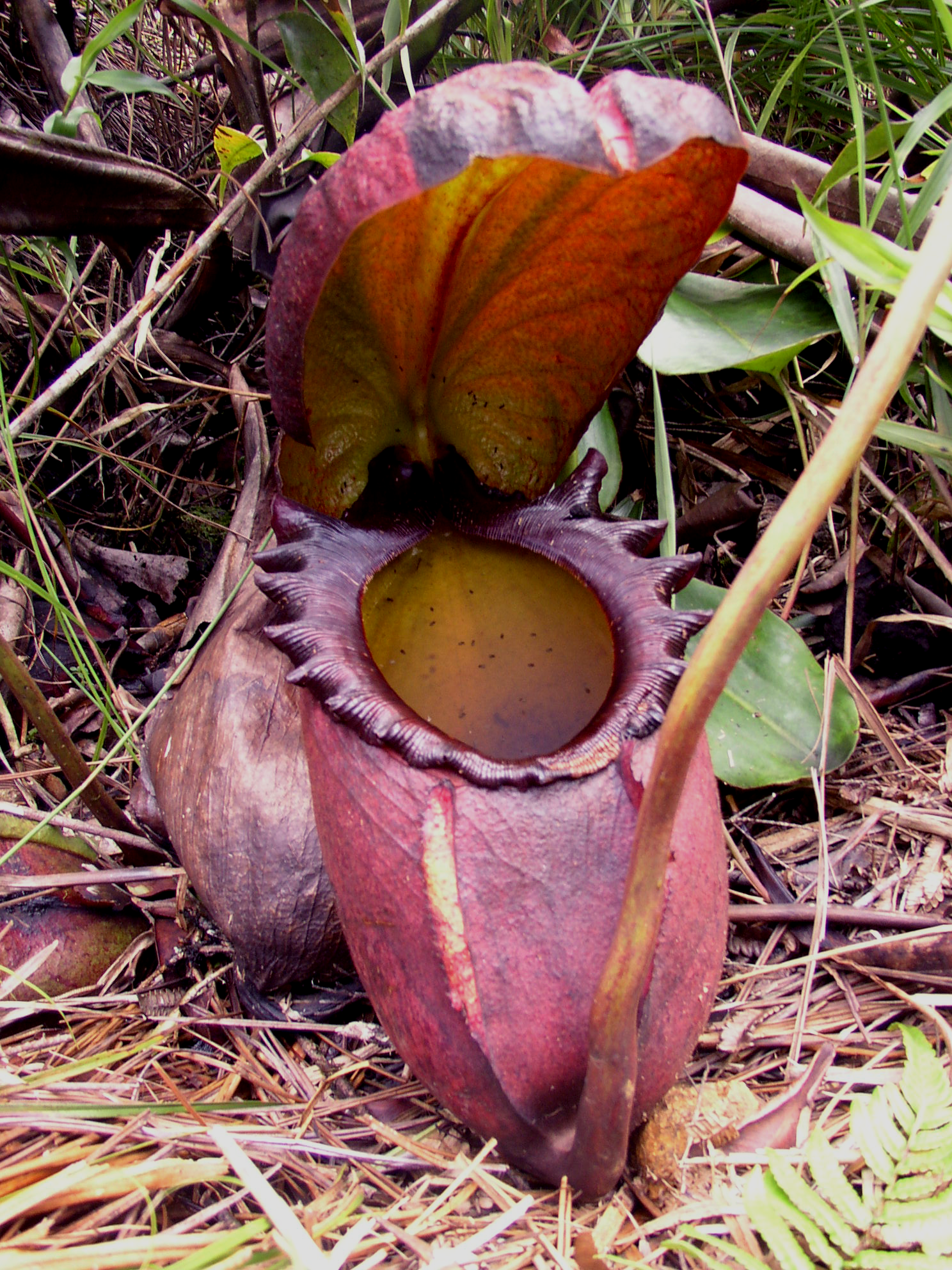 Imagem de referência relacionada a Nepenthes rajah, item descrito como uma planta carnívora