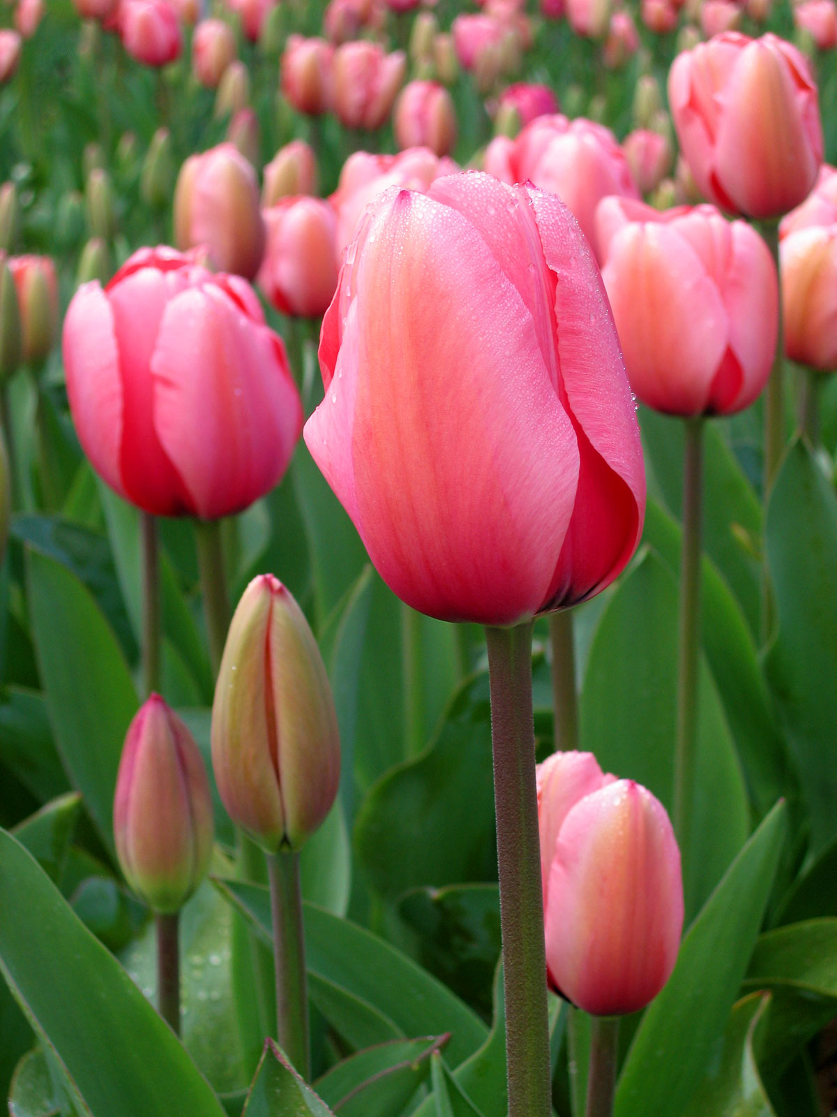 Imagem de referência relacionada a Tulipa, item descrito como género de plantas