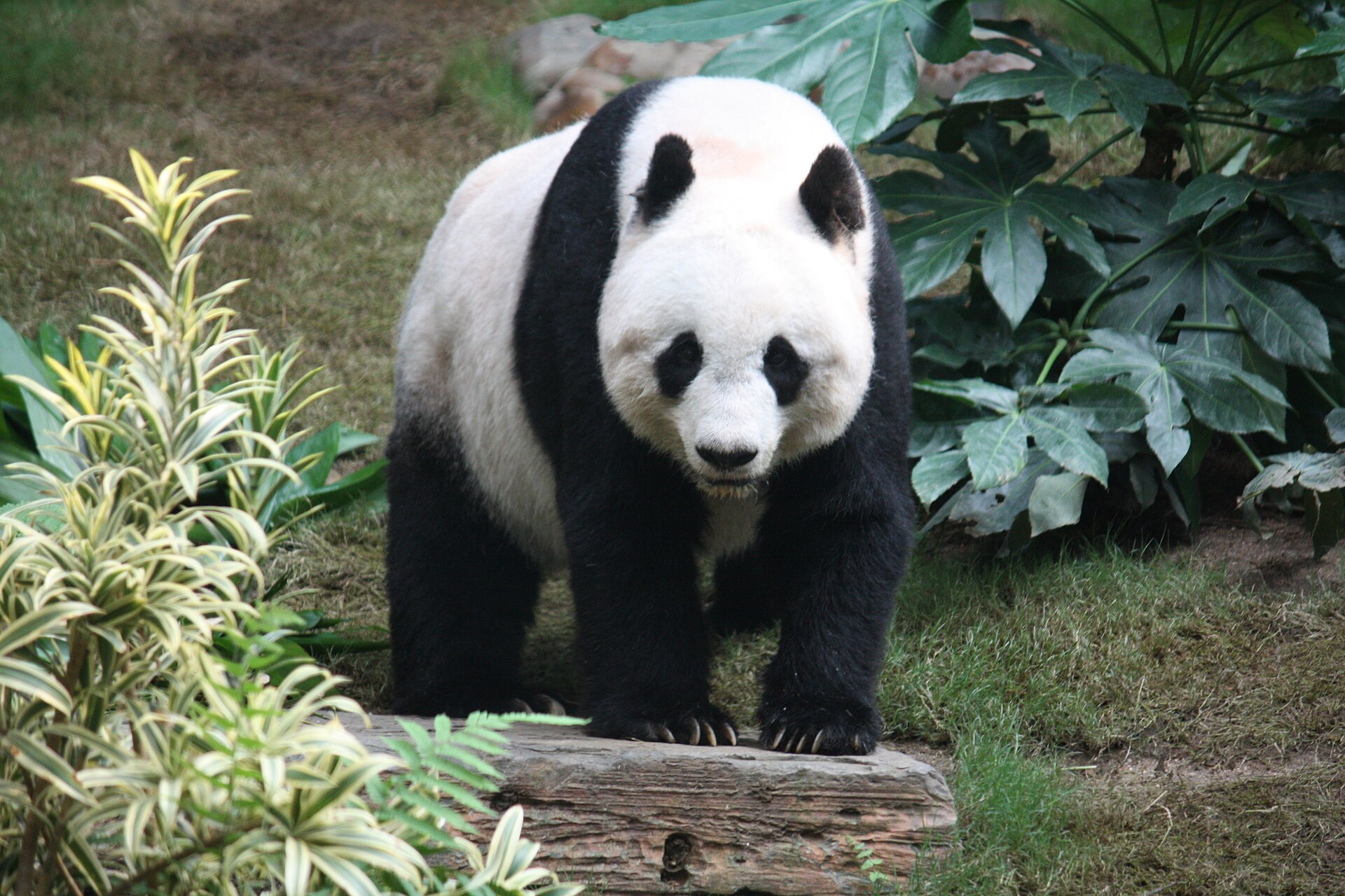 Imagem de referência relacionada a Panda-gigante, item descrito como espécie de mamífero
