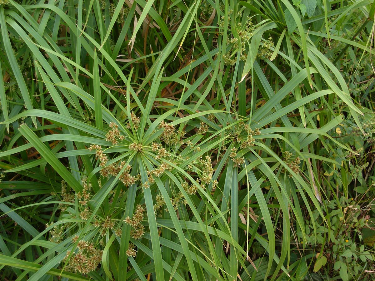 Imagem de referência relacionada a Cyperus alternifolius, item descrito como registro de referência sobre Cyperus alternifolius, organizado a partir de dados estruturados abertos