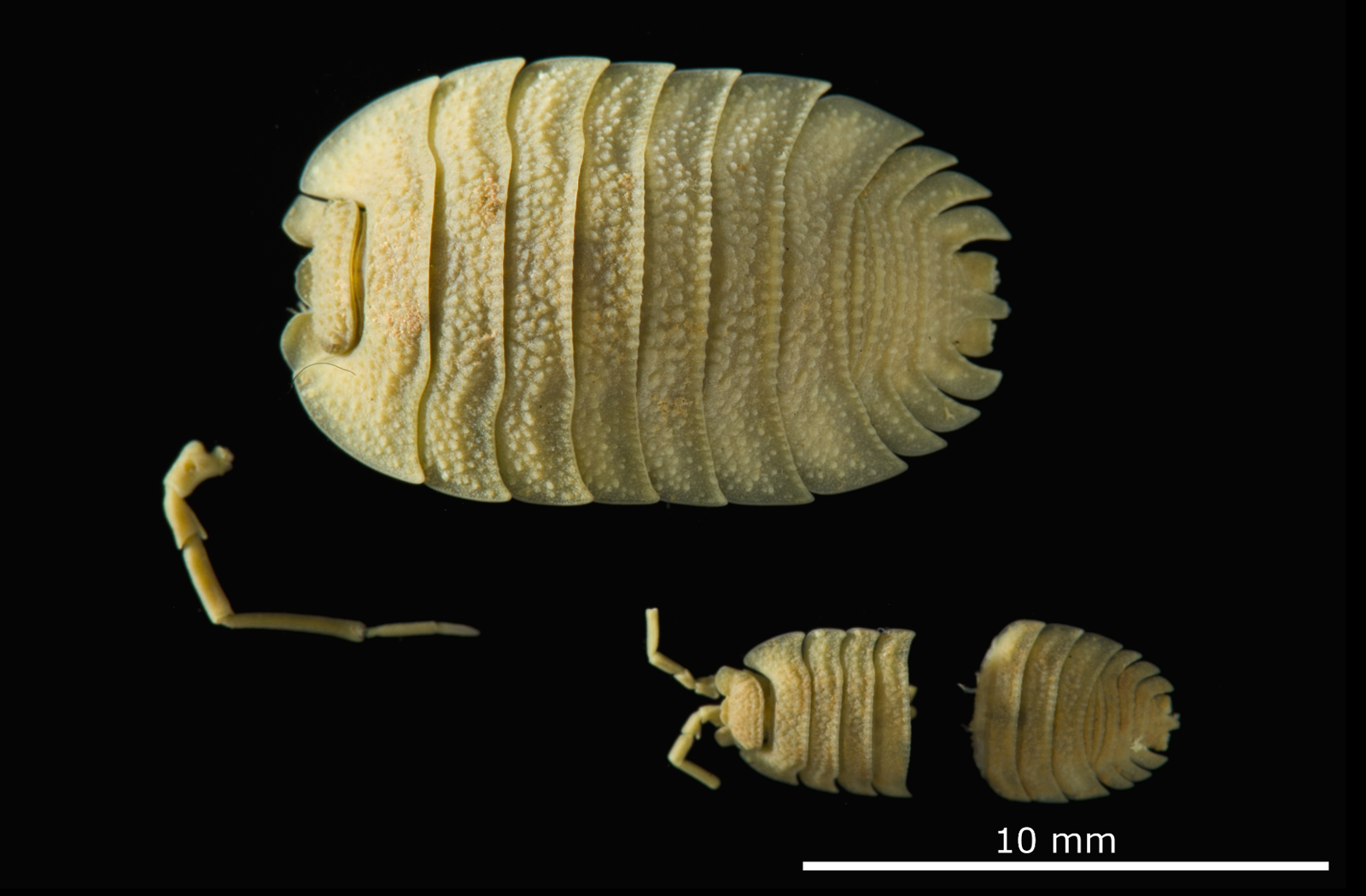 Imagem de referência relacionada a Porcellio auritus, item descrito como registro de referência sobre Porcellio auritus, organizado a partir de dados estruturados abertos