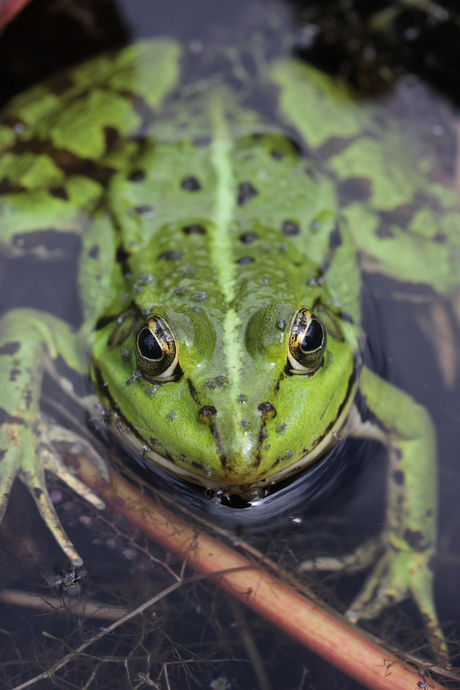 Imagem de referência relacionada a Pelophylax kl. esculentus, item descrito como espécie de anfíbio