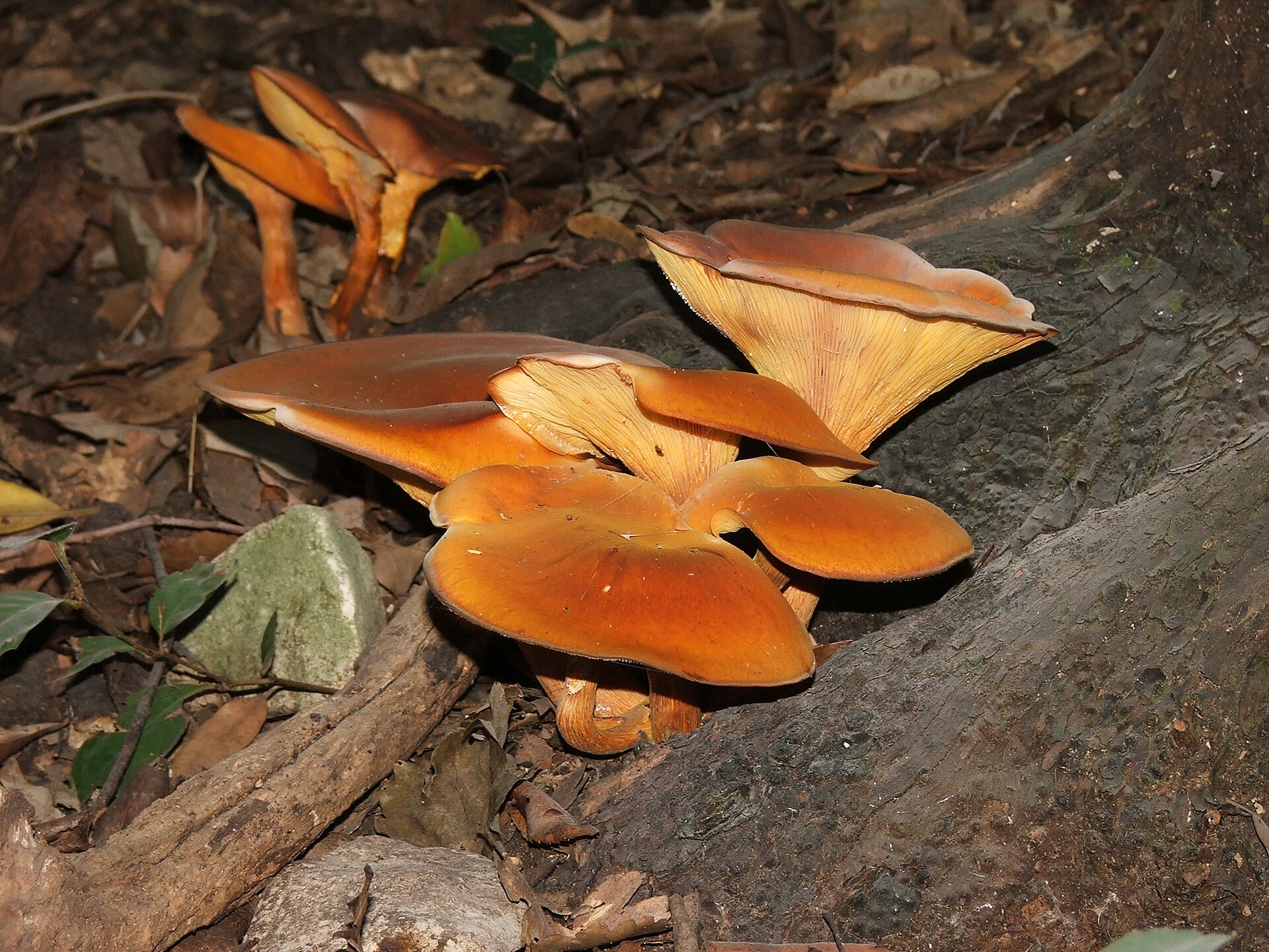 Imagem de referência de Omphalotus olearius, descrito nos dados abertos como espécie de fungo