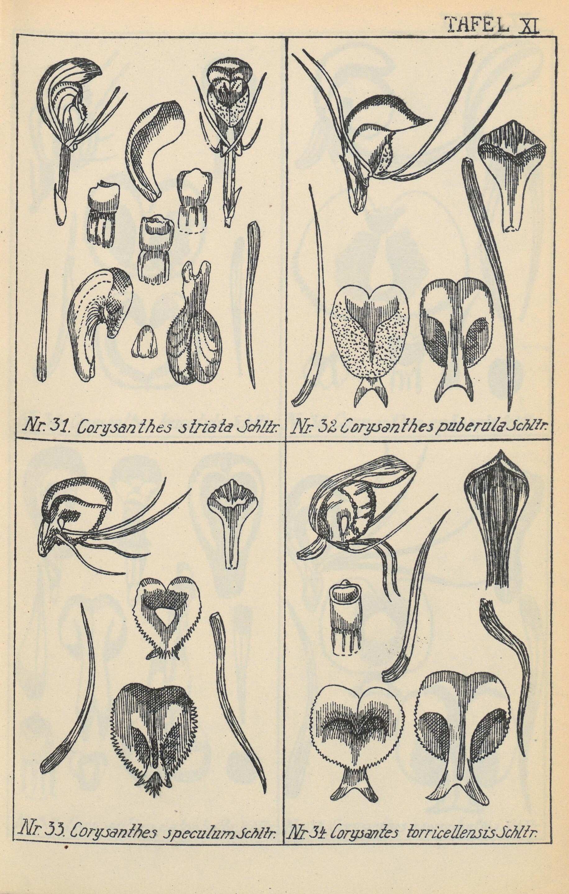 Imagem de referência relacionada a Corybas striatus, item descrito como espécie de planta