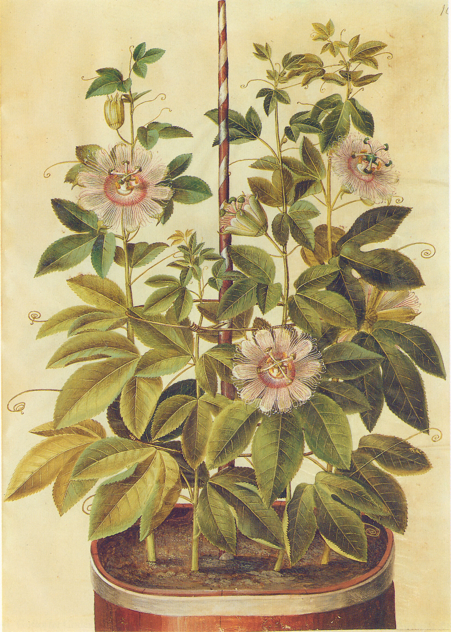 Imagem de referência relacionada a Passiflora incarnata, item descrito como registro de referência sobre Passiflora incarnata, organizado a partir de dados estruturados abertos