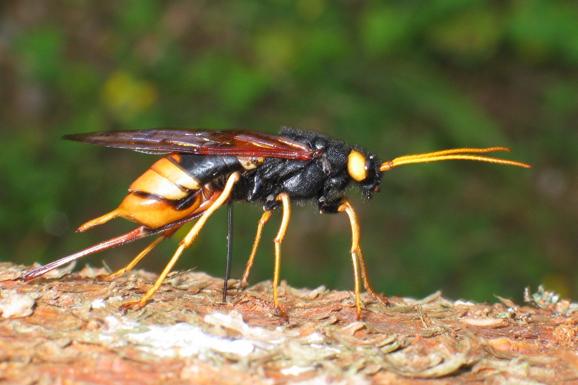 Imagem de referência de Urocerus gigas, descrito nos dados abertos como espécie de inseto