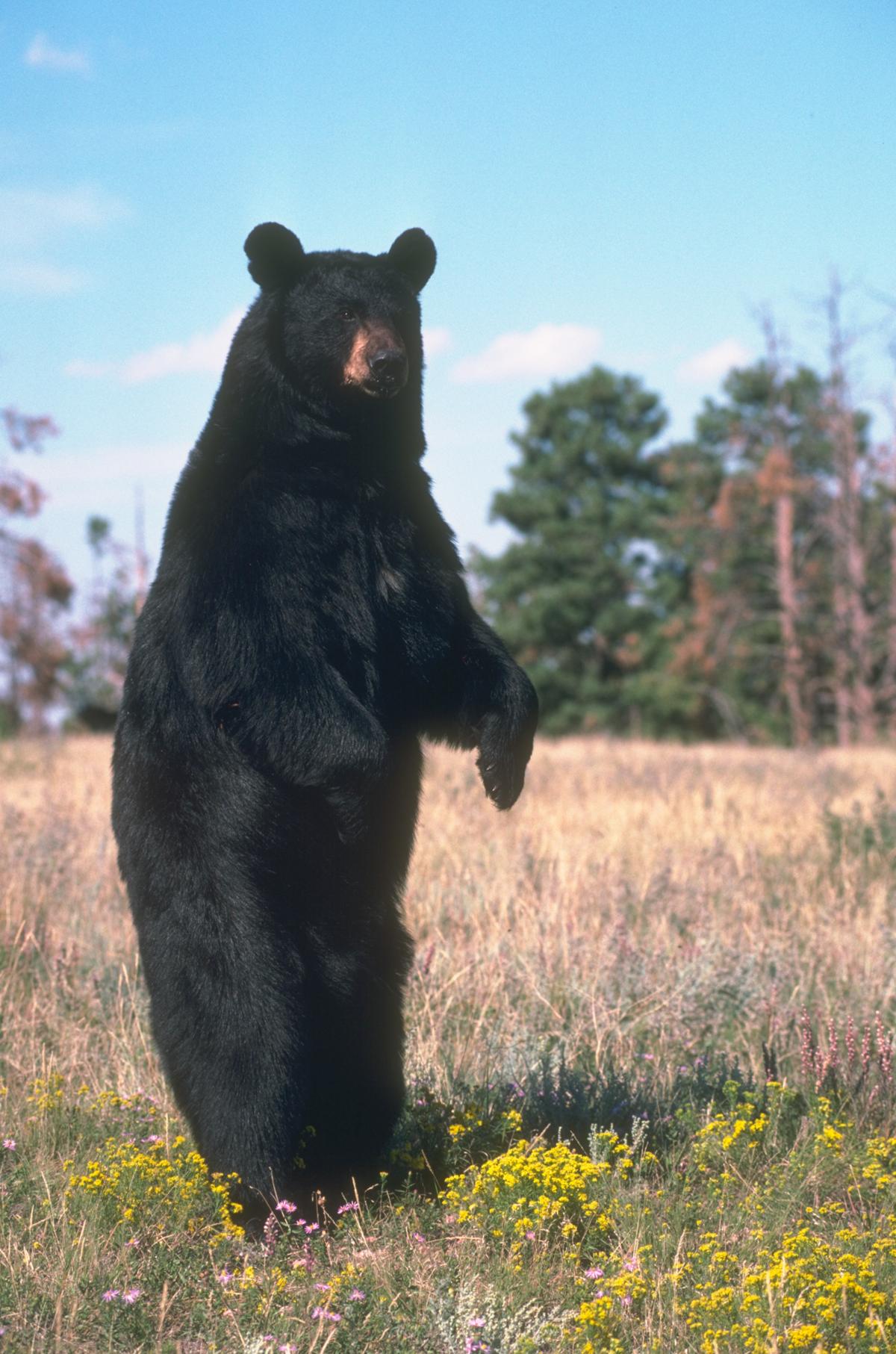 Imagem de referência relacionada a Urso-negro, item descrito como espécie de urso